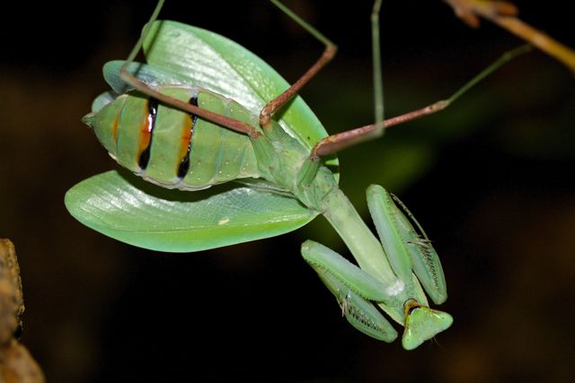 Hierodula membranacea