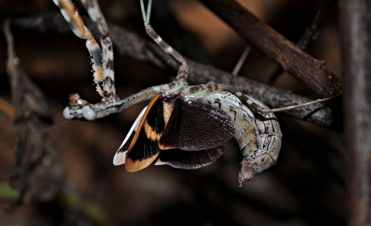 Parasphendale sp.Weibchen