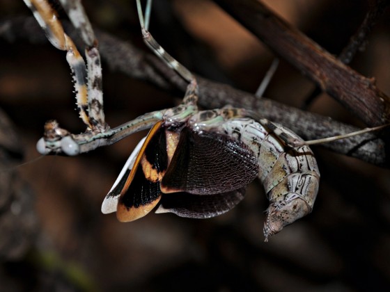 Parasphendale sp.Weibchen