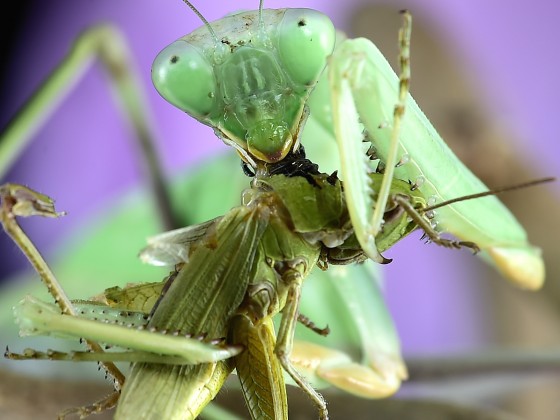 Sphodromantis viridis