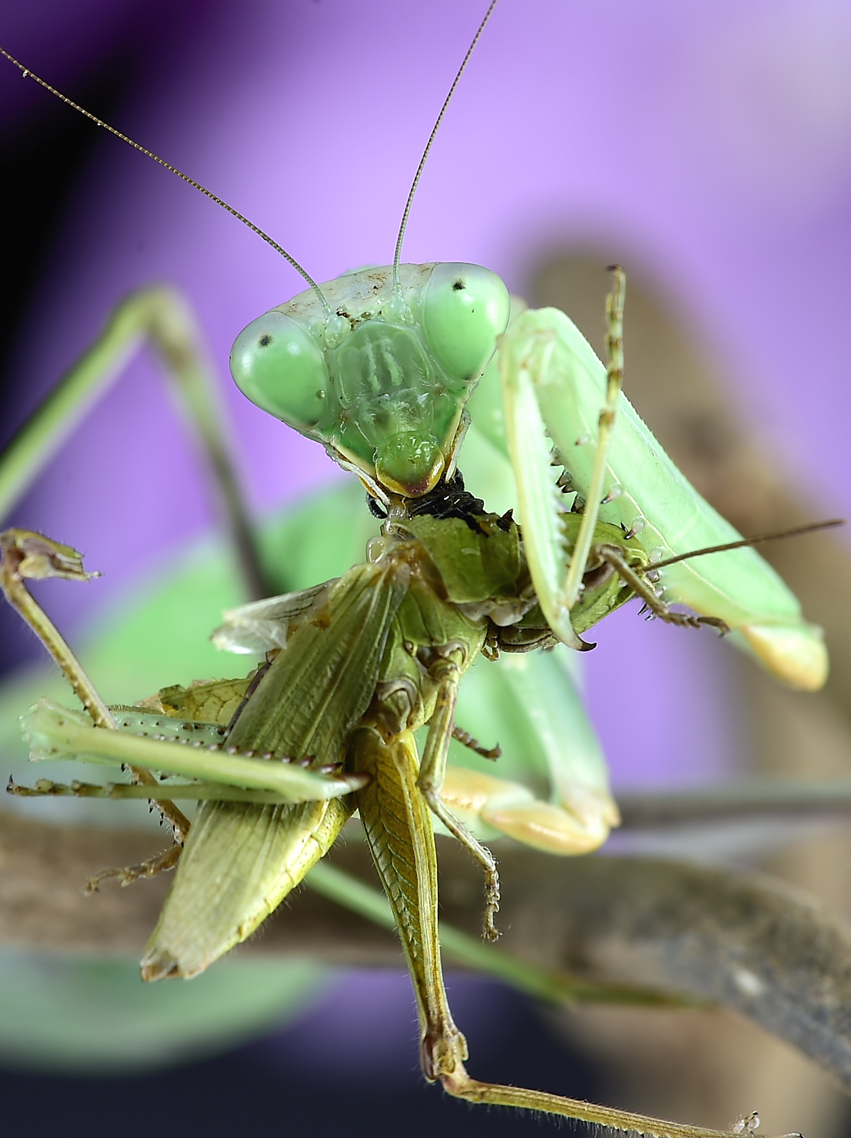 Sphodromantis viridis