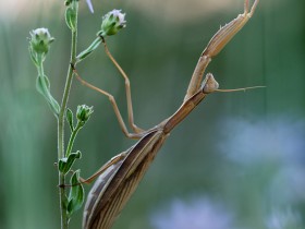 Mantis religiosa