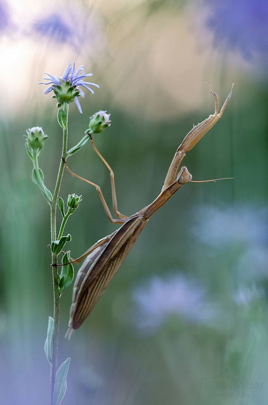 Mantis religiosa