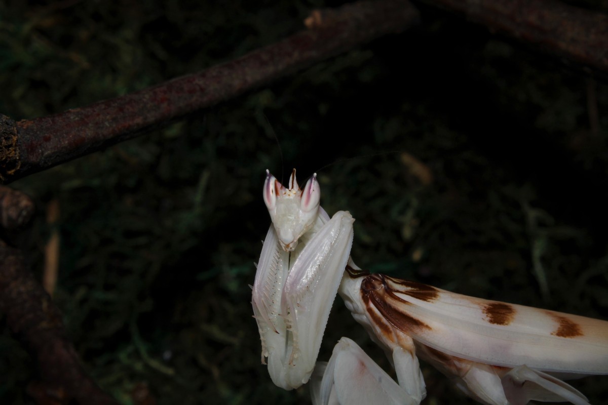 Hymenopus coronatus