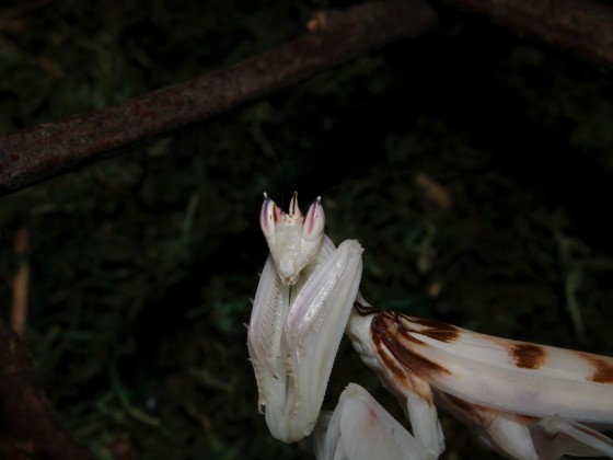 Hymenopus coronatus