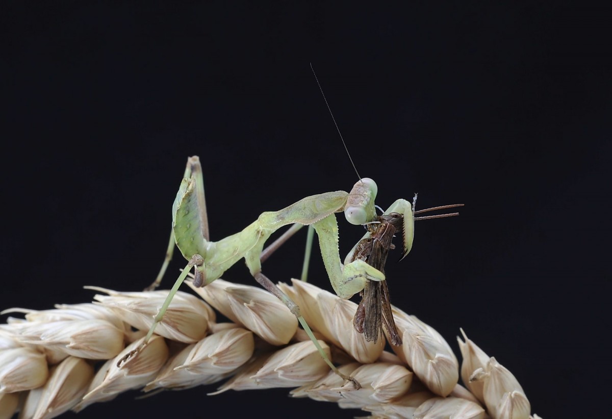 Sphodromantis viridis