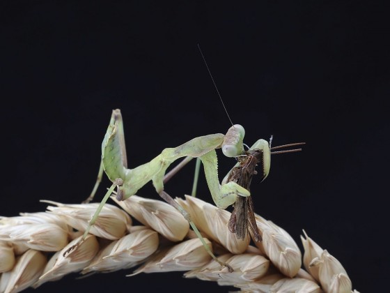 Sphodromantis viridis