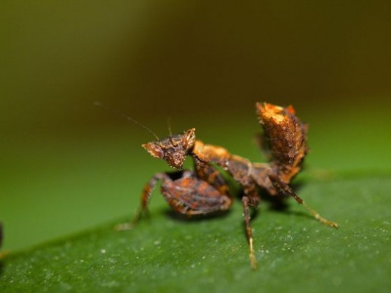 Otomantis sp.