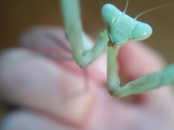 Hierodula Membranacea