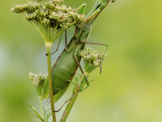 Mantis religiosa, adult