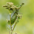 Mantis religiosa, adult