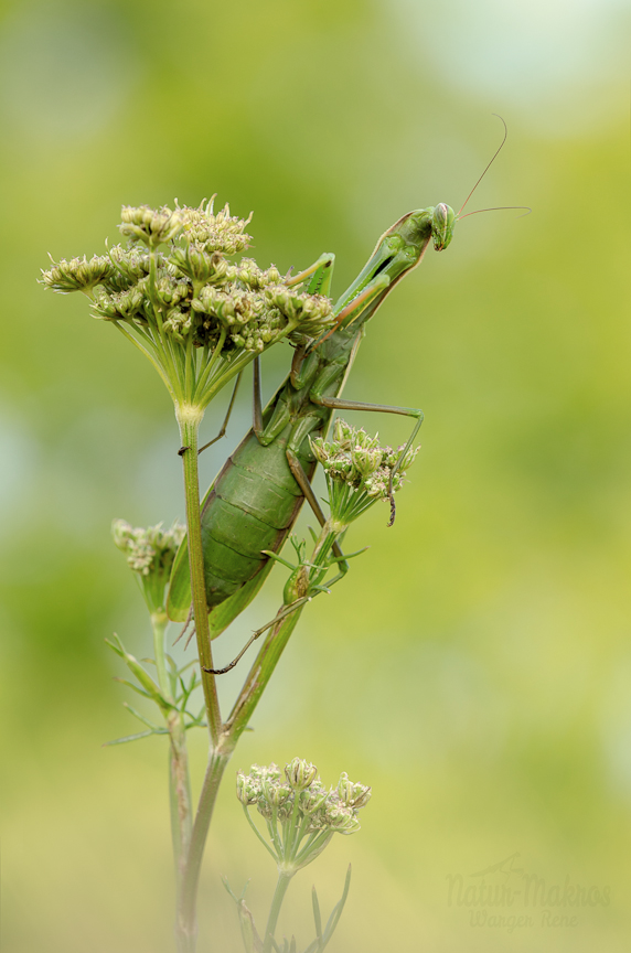 Mantis religiosa, adult