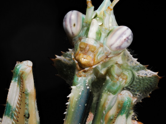 Blepharopsis mendica Männchen Portrait