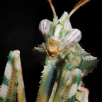 Blepharopsis mendica Männchen Portrait