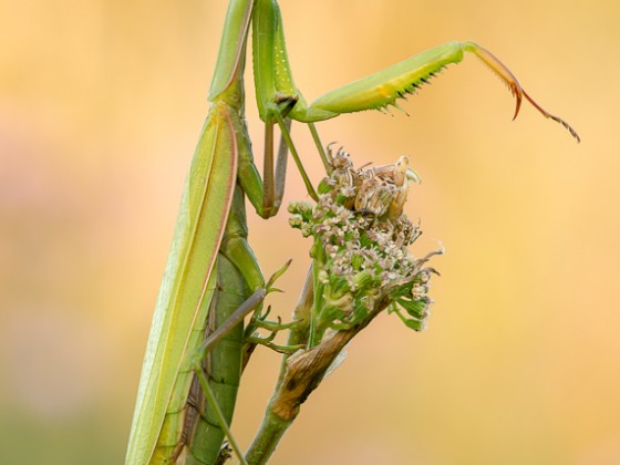 Mantis religiosa