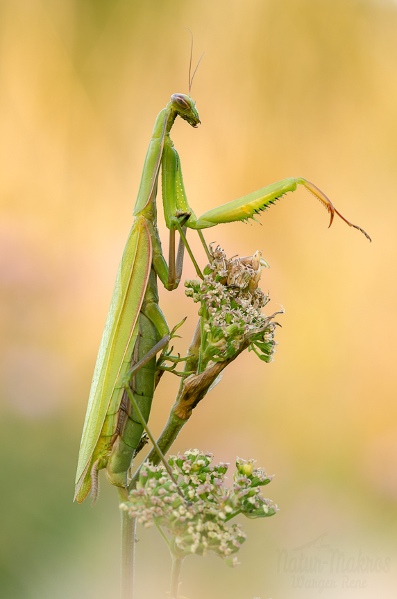 Mantis religiosa