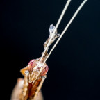 Phyllocrania Paradoxa Male