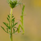 Mantis religiosa