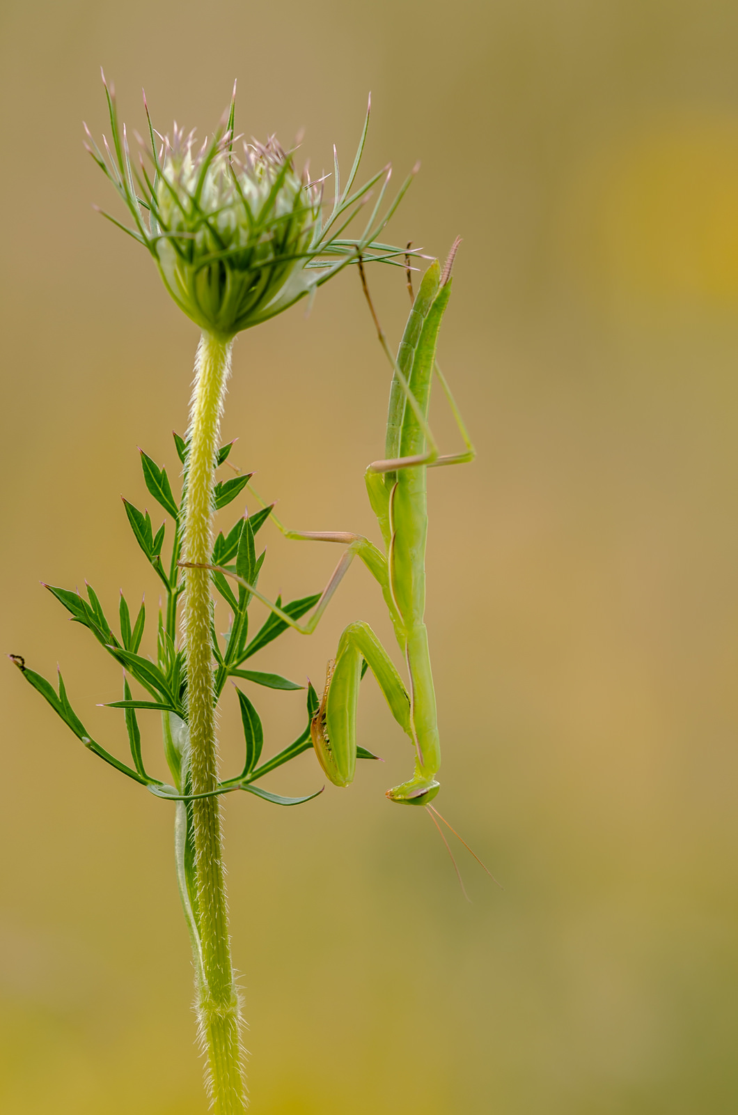 Mantis religiosa