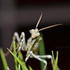 1.0 Blepharopsis mendica adult