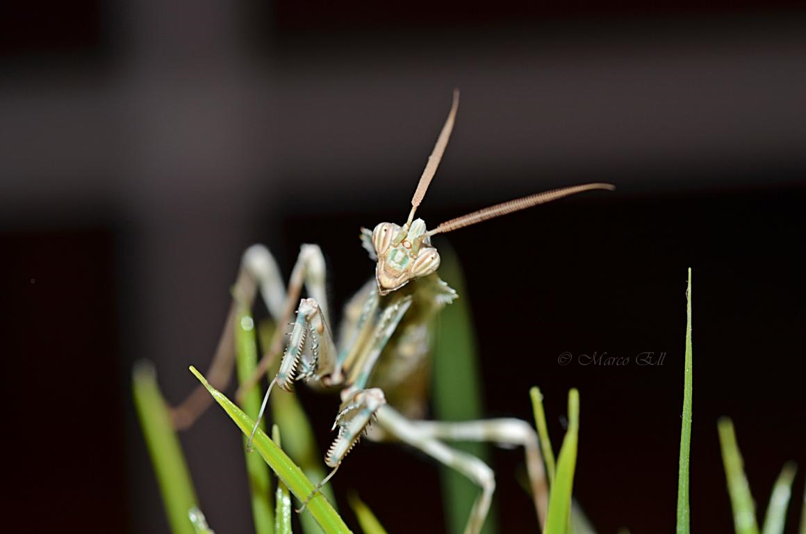 1.0 Blepharopsis mendica adult