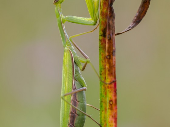 Mantis religiosa, 0.1