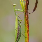 Mantis religiosa, 0.1