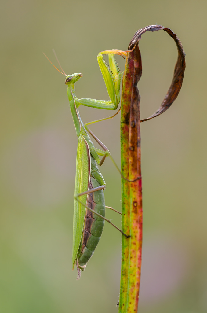 Mantis religiosa, 0.1