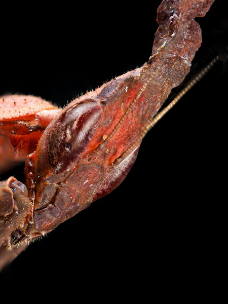 Phyllocrania Paradoxa Female