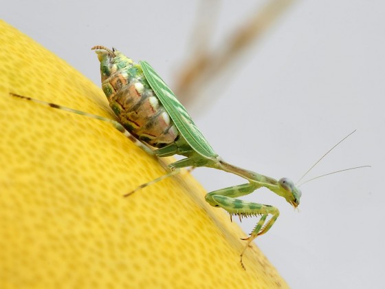 Miomantis  binotata