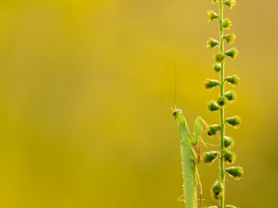 Mantis religiosa 1.0 adult