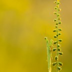 Mantis religiosa 1.0 adult