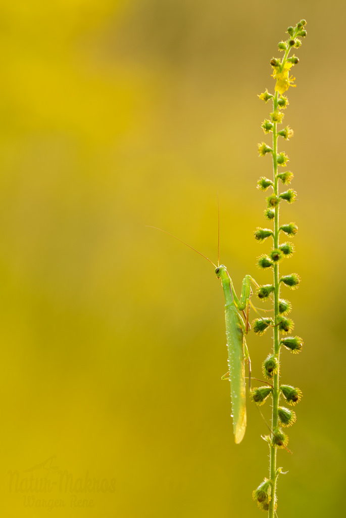 Mantis religiosa 1.0 adult