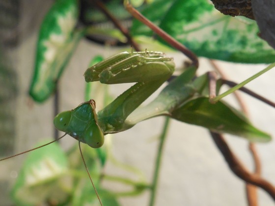 Hierodula membranacea