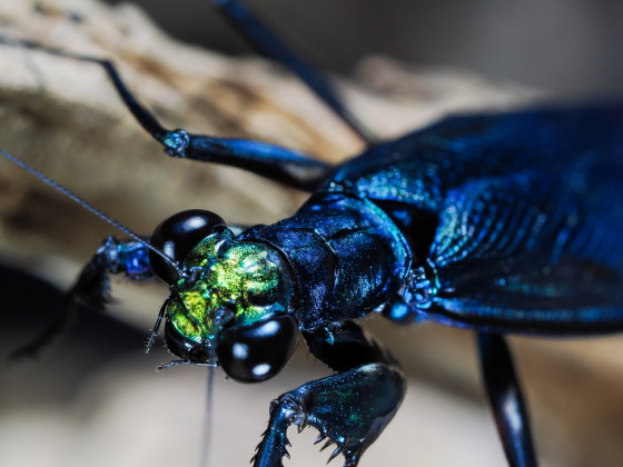 Metallyticus splendidus Männchen adult