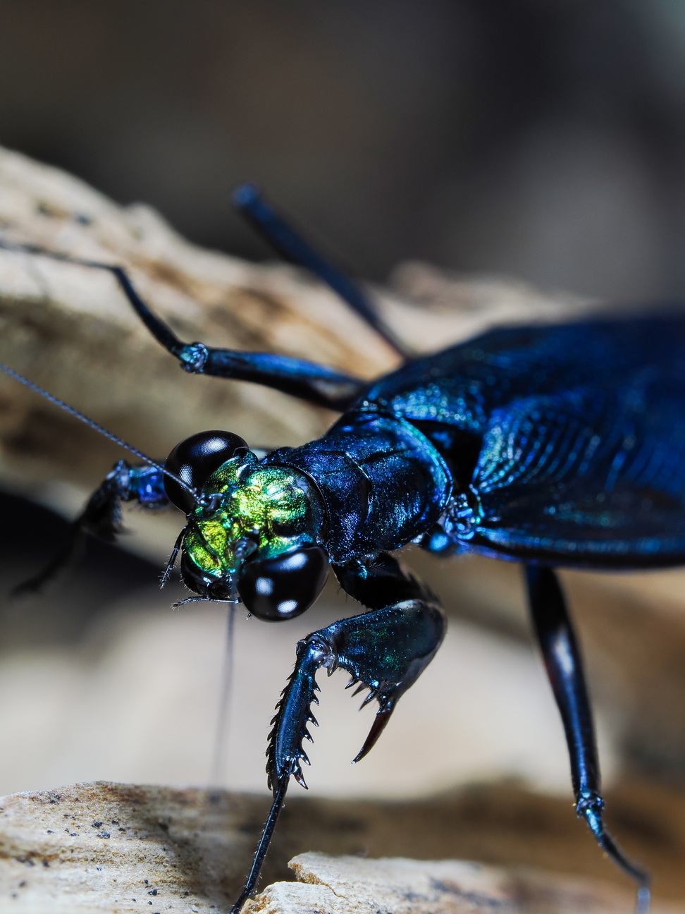 Metallyticus splendidus Männchen adult