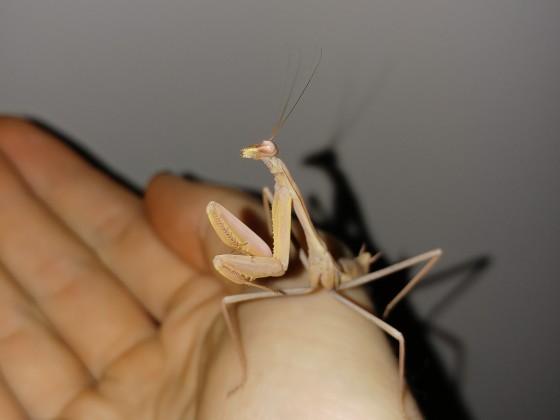 Hierodula membranacea - männlich