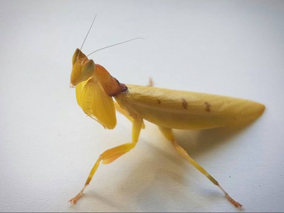 Helvia cardinalis (Gelbe Orchideenmantis) adult