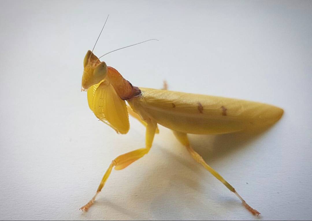 Helvia cardinalis (Gelbe Orchideenmantis) adult