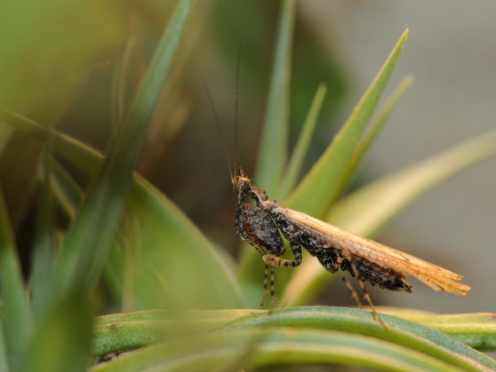 Oxypilus hamatus - frisch adultes Männchen