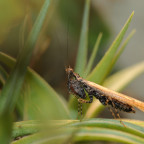 Oxypilus hamatus - frisch adultes Männchen
