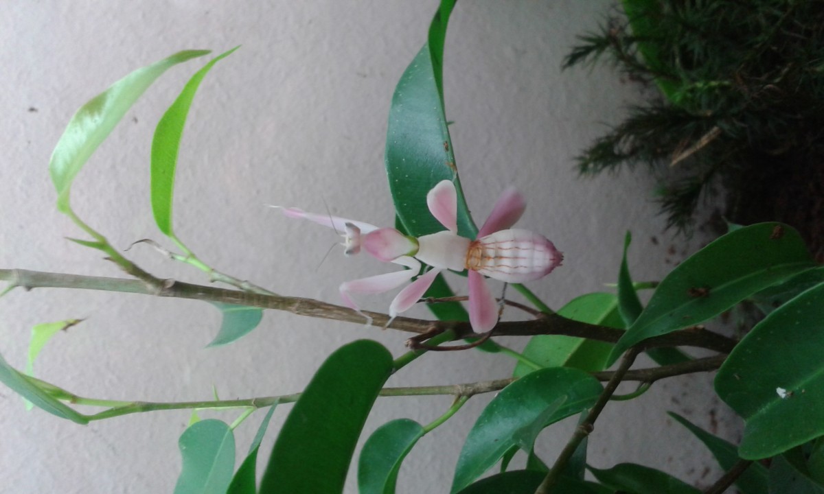 hymenopus coronatus