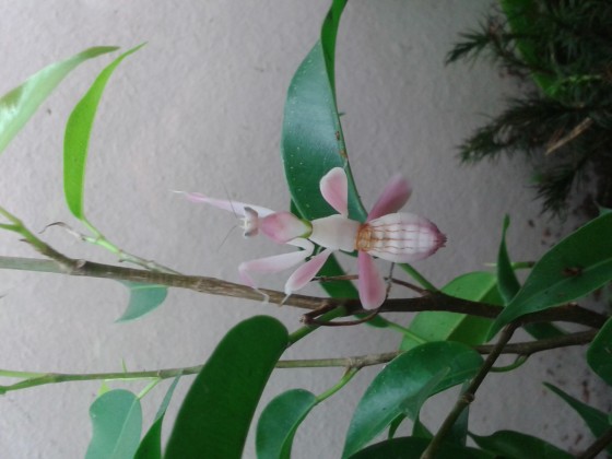 hymenopus coronatus