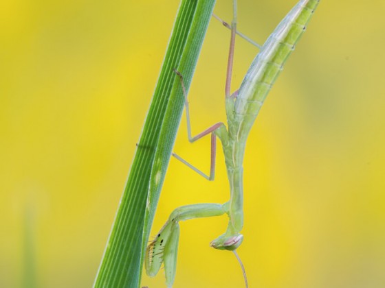 Mantis religiosa-Nymphe