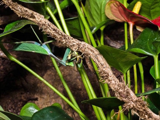 Pseudoxyops perpulchra 0.1 adult