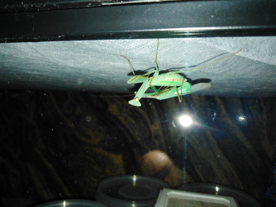 Miomantis caffra (Swasiland) Paarung