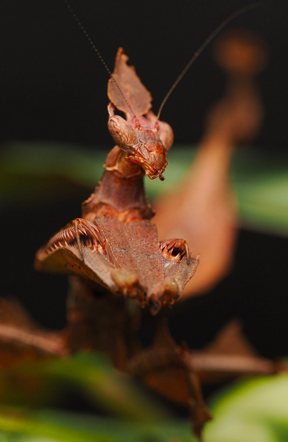 Stenophylla lobivertex