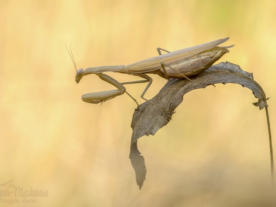 Mantis religiosa