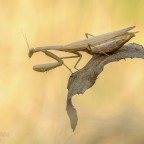 Mantis religiosa