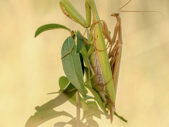 Mantis religiosa-Kopula